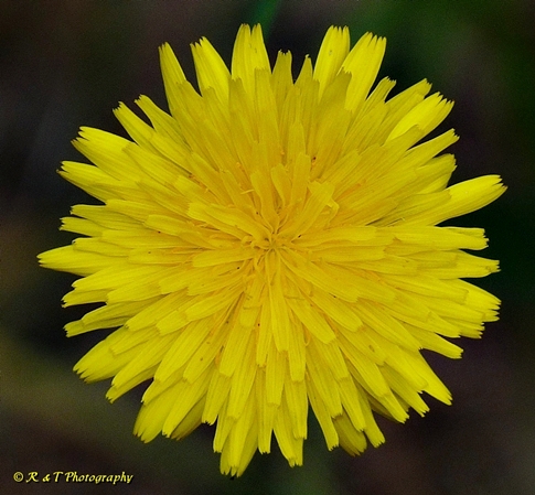 {Hypochaeris radicata}